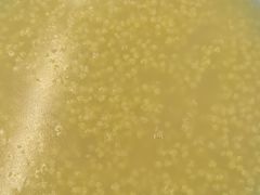 -众品老方子锅贴甜沫(李村店)