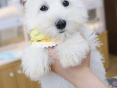 -翊宠yipet猫狗购宠庄园