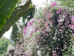 -深圳国际园林花卉博览园