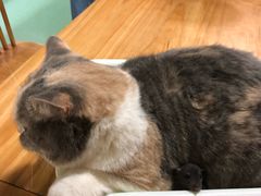 -藦茜花园宠物主题亲子互动体验馆(国顺东路店)