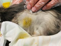 -纳吉亚猫专科动物医院博雅分院