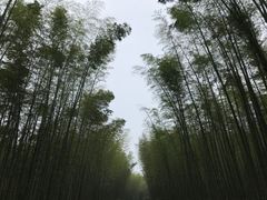 -蜀南竹海景区