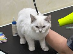 -康乐宝动物医院