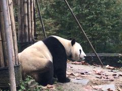 -都江堰中华大熊猫苑