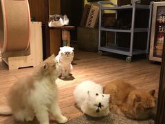 -more than meow吴止猫主题餐厅(承德 中船汇店)