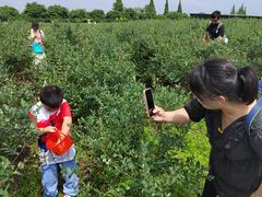 -金谷域澳洲庄园