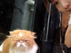 -more than meow吴止猫主题餐厅(承德 中船汇店)