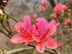 -木兰云雾山
