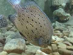 -东方巨龟苑景区