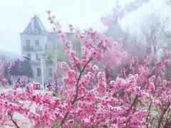 -北京张裕爱斐堡酒庄
