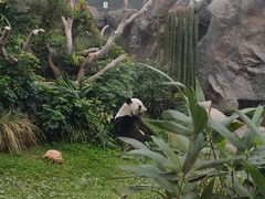 -香港海洋公园