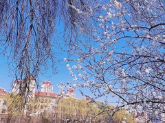 -桃花堤公园