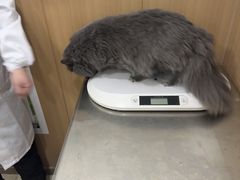 -米苏动物医院·犬猫专科·骨科外科内窥镜