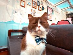 -猫小院猫主题咖啡厅(北锣店)