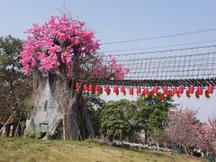 -天适樱花悠乐园