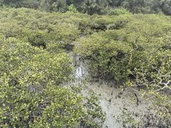 -北海金海湾红树林生态旅游区