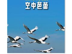 -盐城丹顶鹤湿地生态旅游区