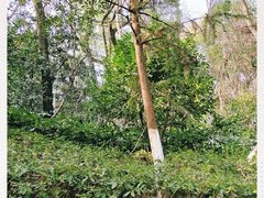 -杭州半山国家森林公园