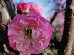 -无锡梅园公园