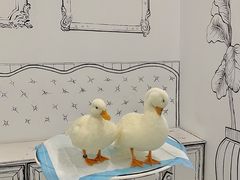 -白夜2D咖啡馆