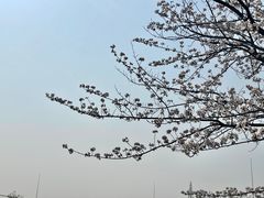 -高东镇樱花园