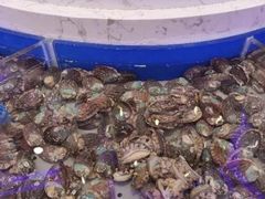 鲜活鲍鱼-澜悦港海鲜体验主题餐厅
