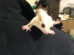 -藦茜花园宠物主题亲子互动体验馆(国顺东路店)