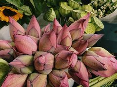 -循礼门鲜花花市(武汉循礼门店)