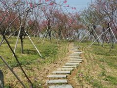 -天适樱花悠乐园