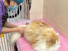 -北京观赏动物医院·24小时大型综合·猫专科·异宠专科