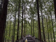 -黄海国家森林公园