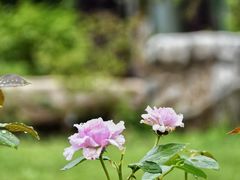 -国家植物园