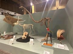 -国家自然博物馆