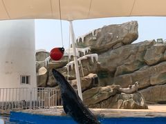 -芜湖新华联大白鲸海洋公园