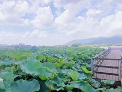 -长田漾湿地公园