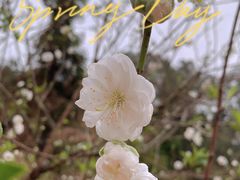 -南国桃园旅游度假区