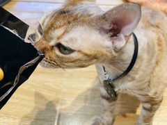 -啵啵喵·猫咖(攀华国际店)