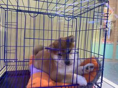 -龟与熊猫宠物公园(南坪店)
