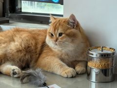 -欣宠猫屋·矮脚拿破仑·蓝金金渐层