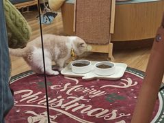 -滚猫咖啡·猫咖·猫友好撸猫(未来城店)