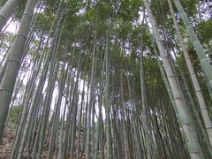 -上海佘山国家森林公园天马山园