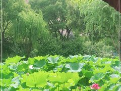 -陈家山荷花公园