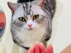 -三花喵·撸猫购宠·宠物生活馆(虹桥南丰城店)