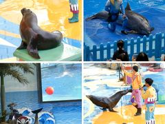 -海合安成都极地海洋公园