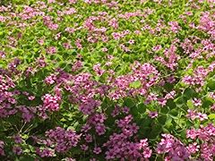 -新虹桥中心花园