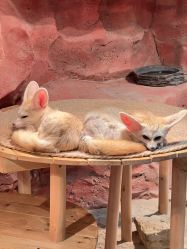 -Zoolung Zoolung动物主题公园(海信广场店)