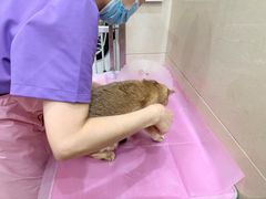 -北京观赏动物医院·24小时大型综合·猫专科·异宠专科