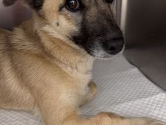 -宠福鑫康馨动物医院·骨科·眼科