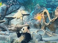 -武汉动物园