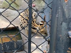 -大连森林动物园